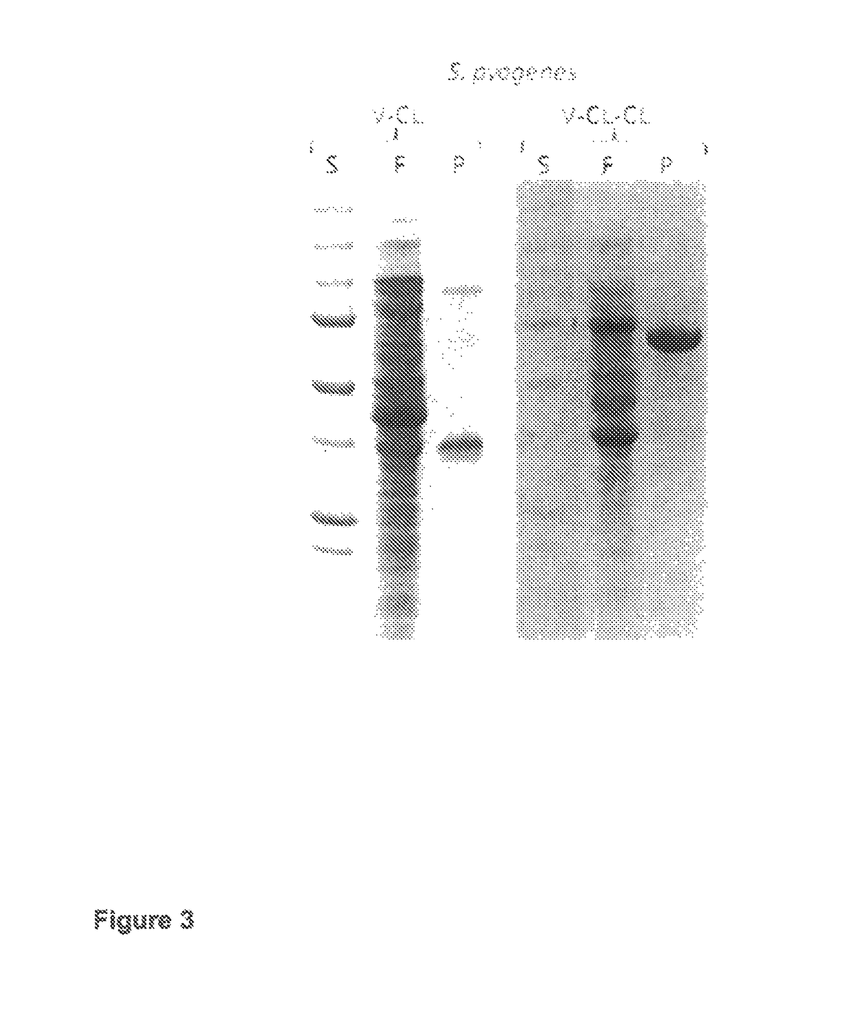 Purification of triple helical proteins