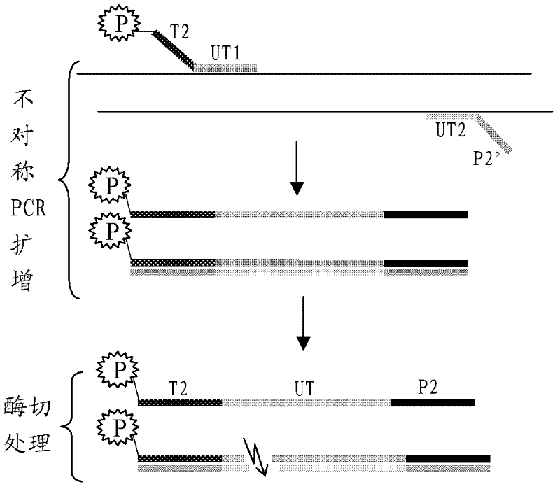 Multiplex ligation-dependent probe amplification (MLPA) long probe preparation method, transgene corn MLPA long probe and detection method