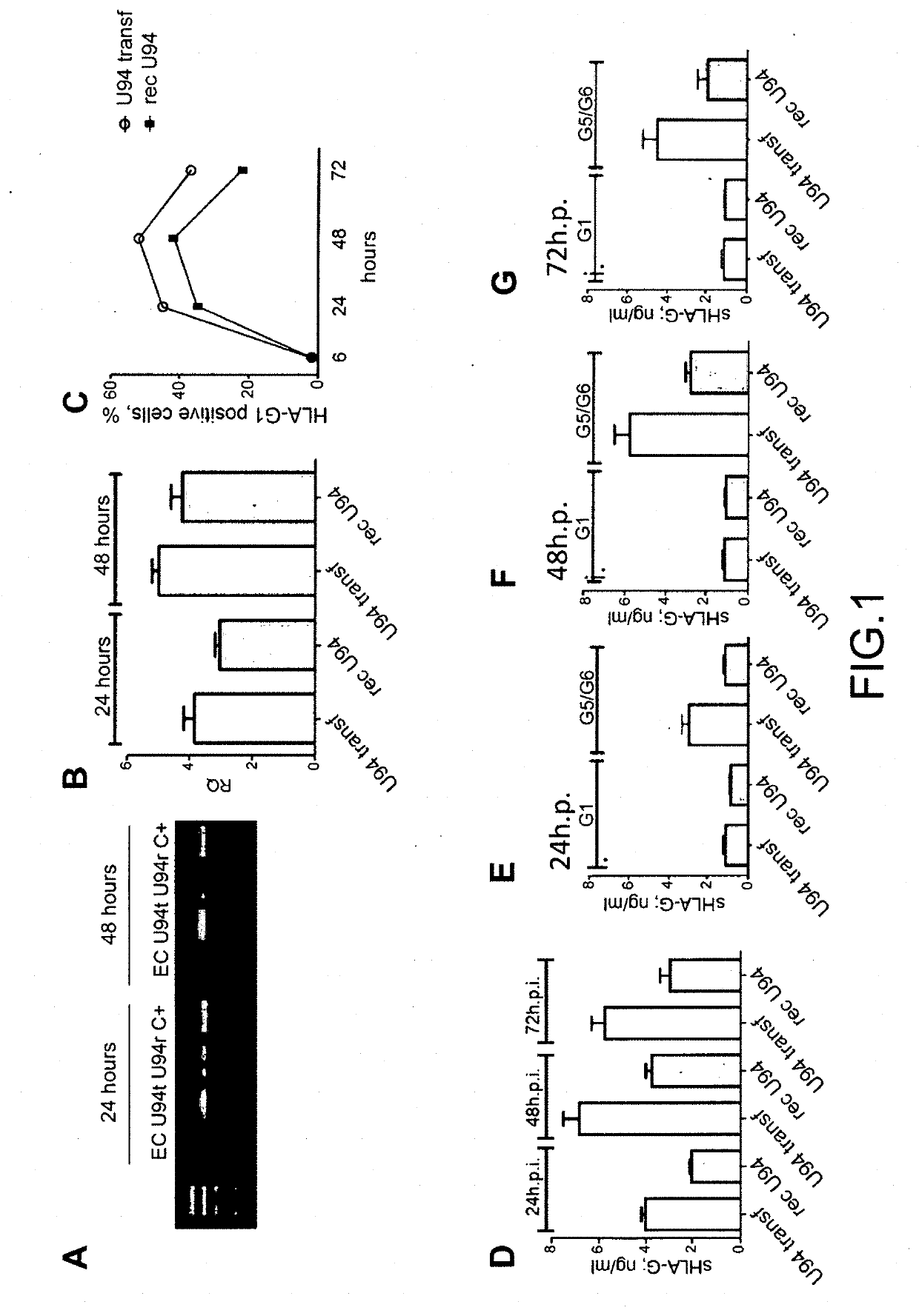 Use of the u94 molecule of human herpesvirus 6 and derivatives thereof to increase or induce the expression of the hla-g molecule