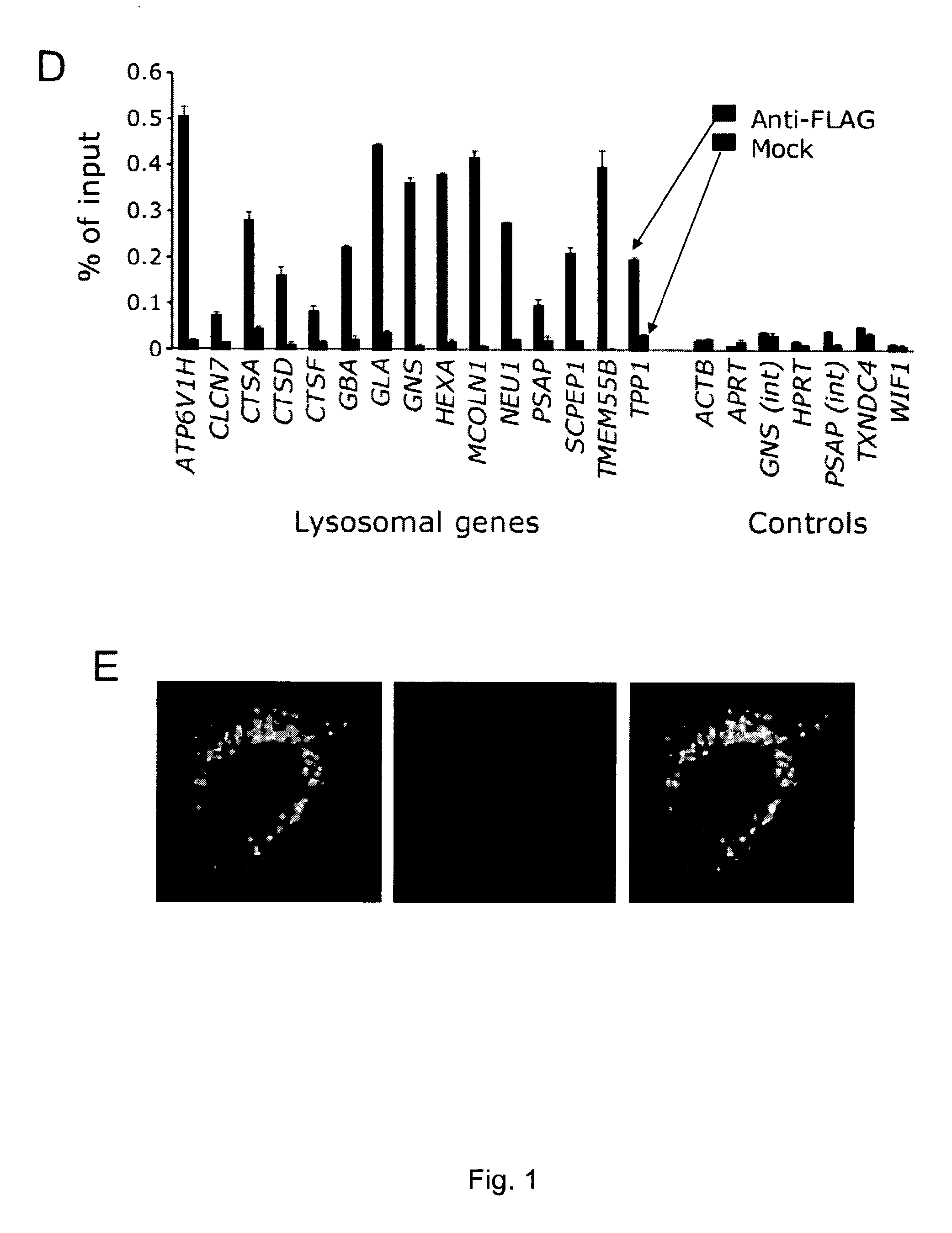 Molecules able to modulate the expression of at least a gene involved in degradative pathways and uses thereof
