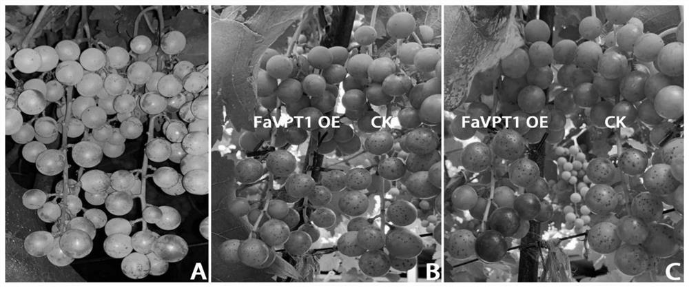 A method for constructing a genetic transformation system using non-isolated grape fruits