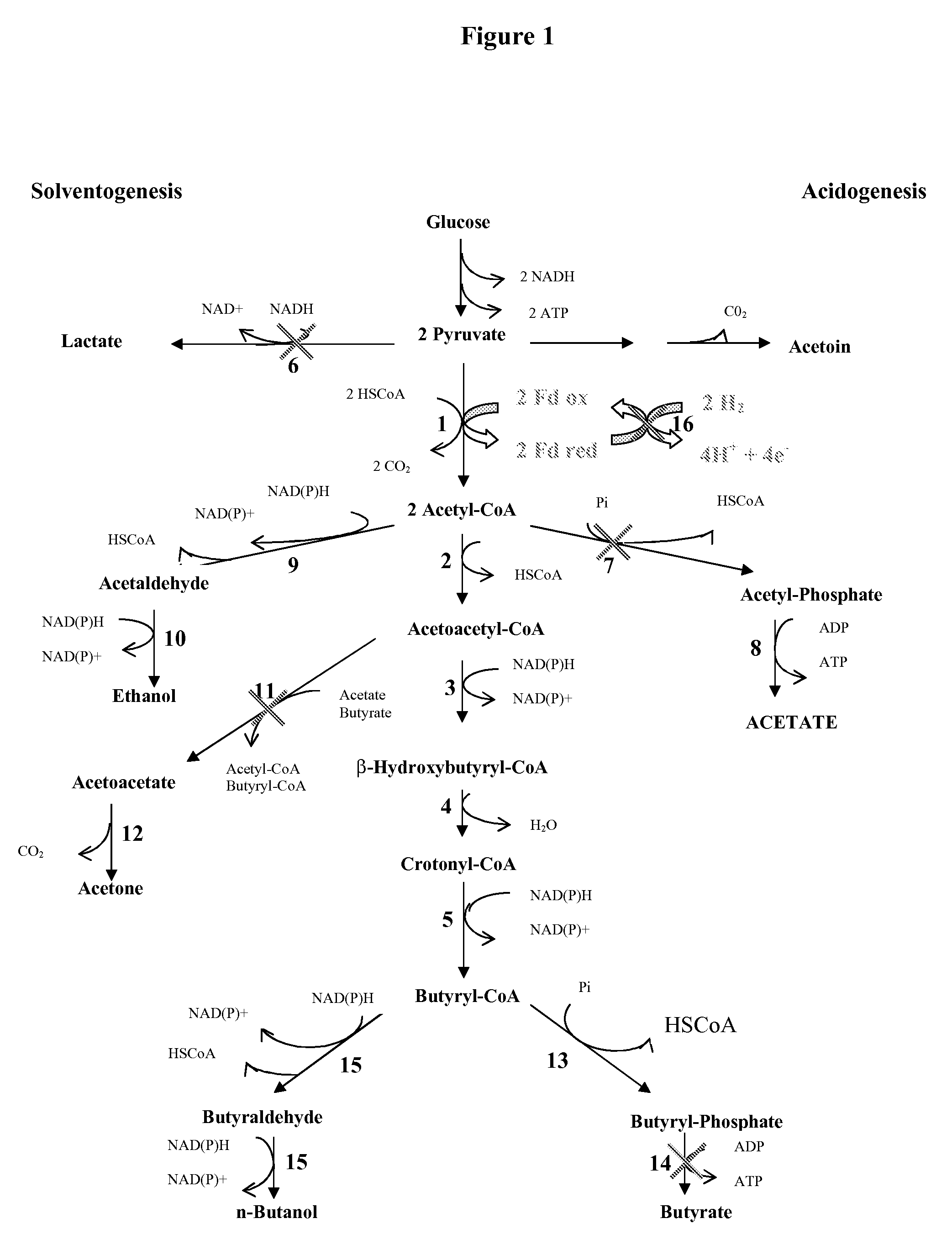 PROCESS FOR THE BIOLOGICAL PRODUCTION OF n-BUTANOL WITH HIGH YIELD