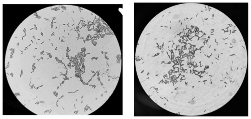 Bacillus subtilis separated from bee bread and application thereof