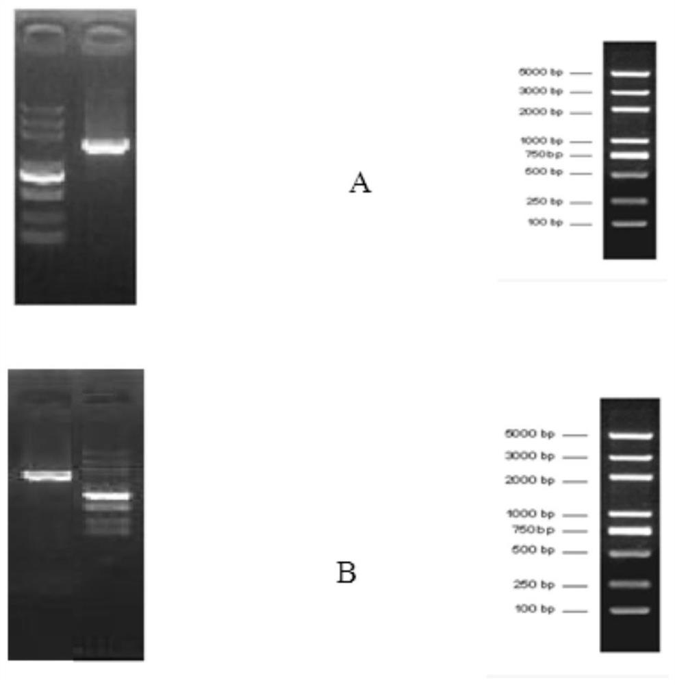 Bacillus subtilis separated from bee bread and application thereof