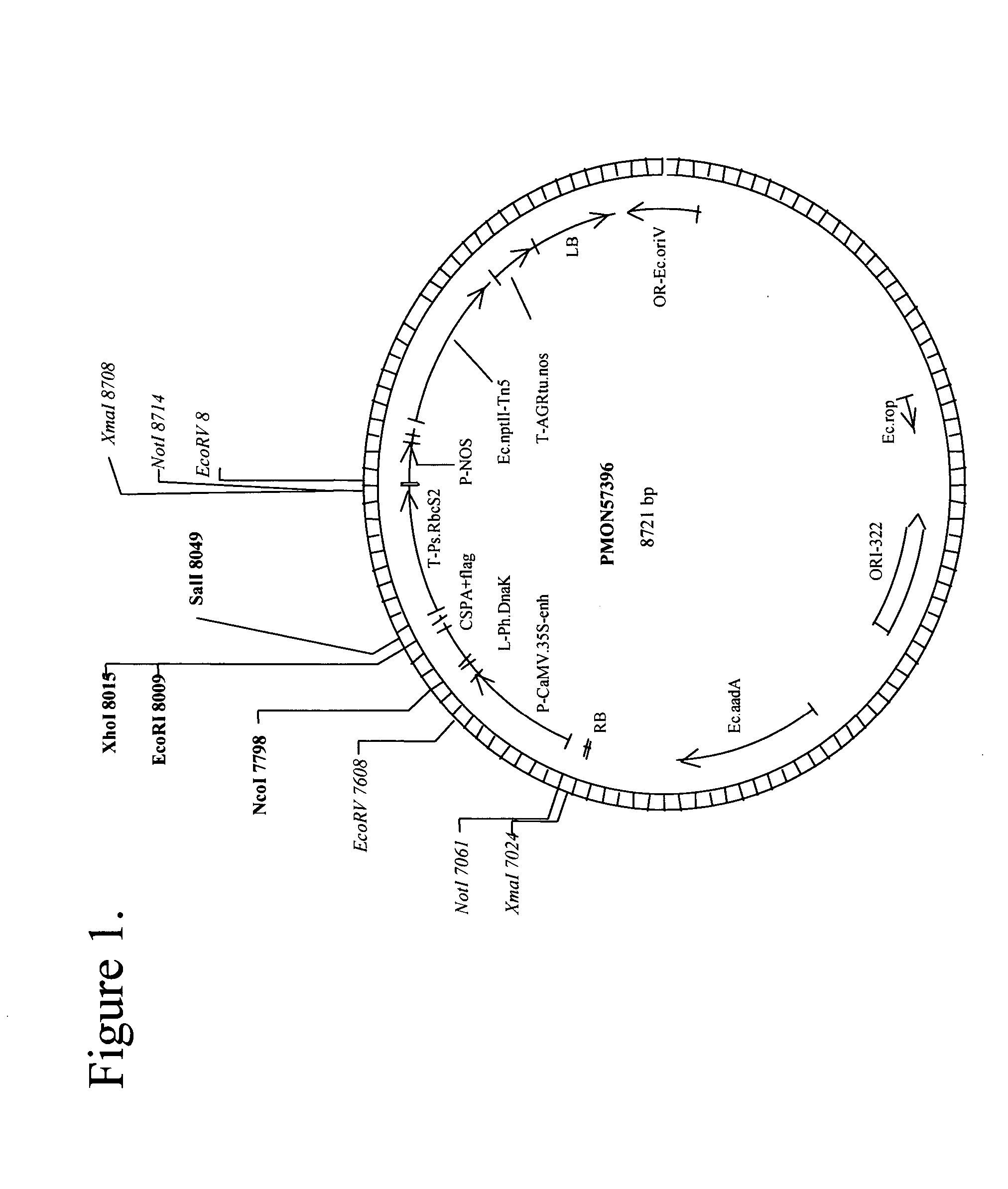 Methods for enhancing stress tolerance in plants and compositions thereof