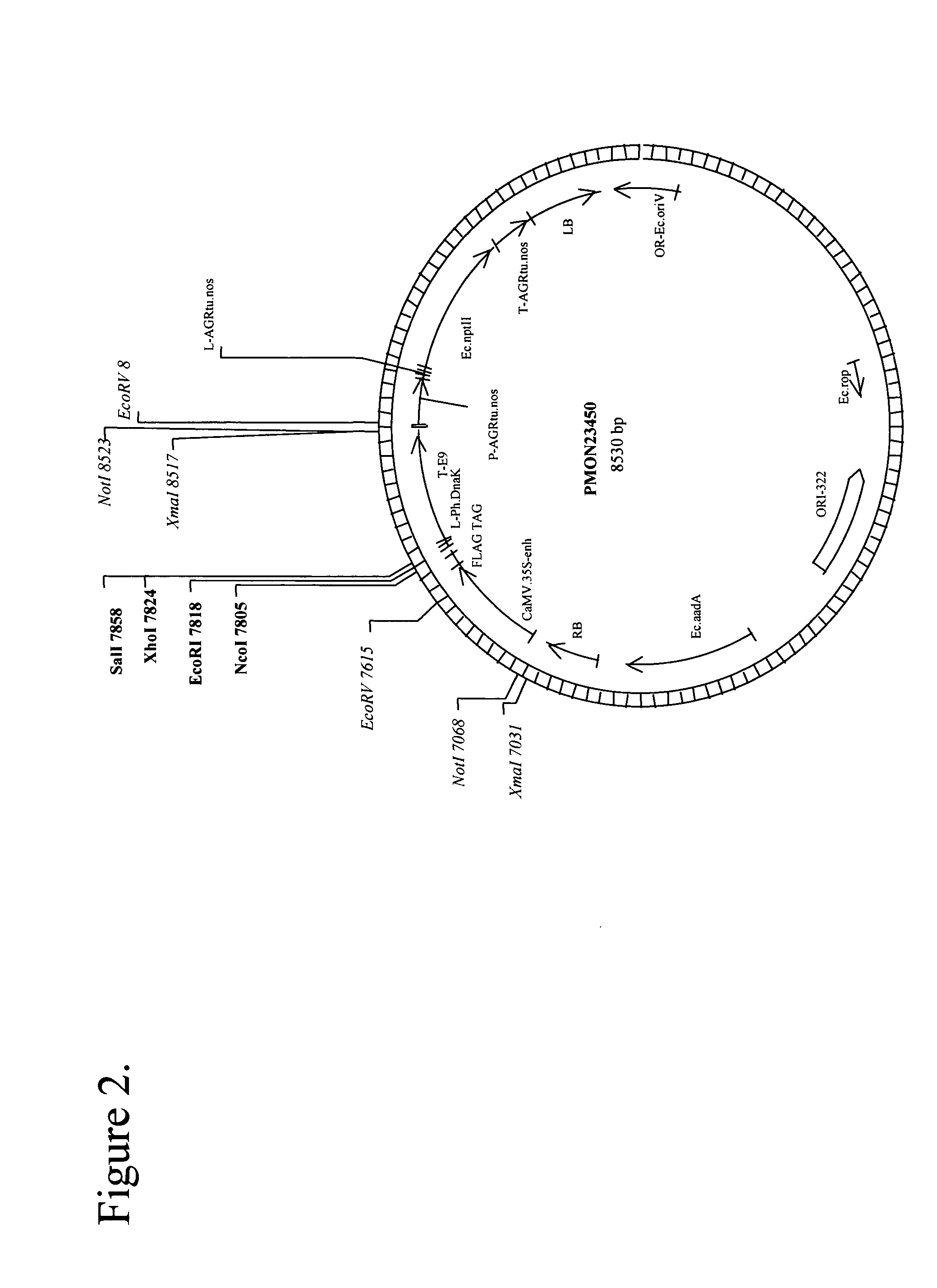 Methods for enhancing stress tolerance in plants and compositions thereof