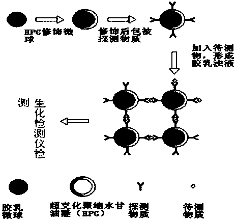 Hyperbranched Polyglycidyl Ether Modified Latex Microspheres Enhanced Immunoturbidimetry and Its Application