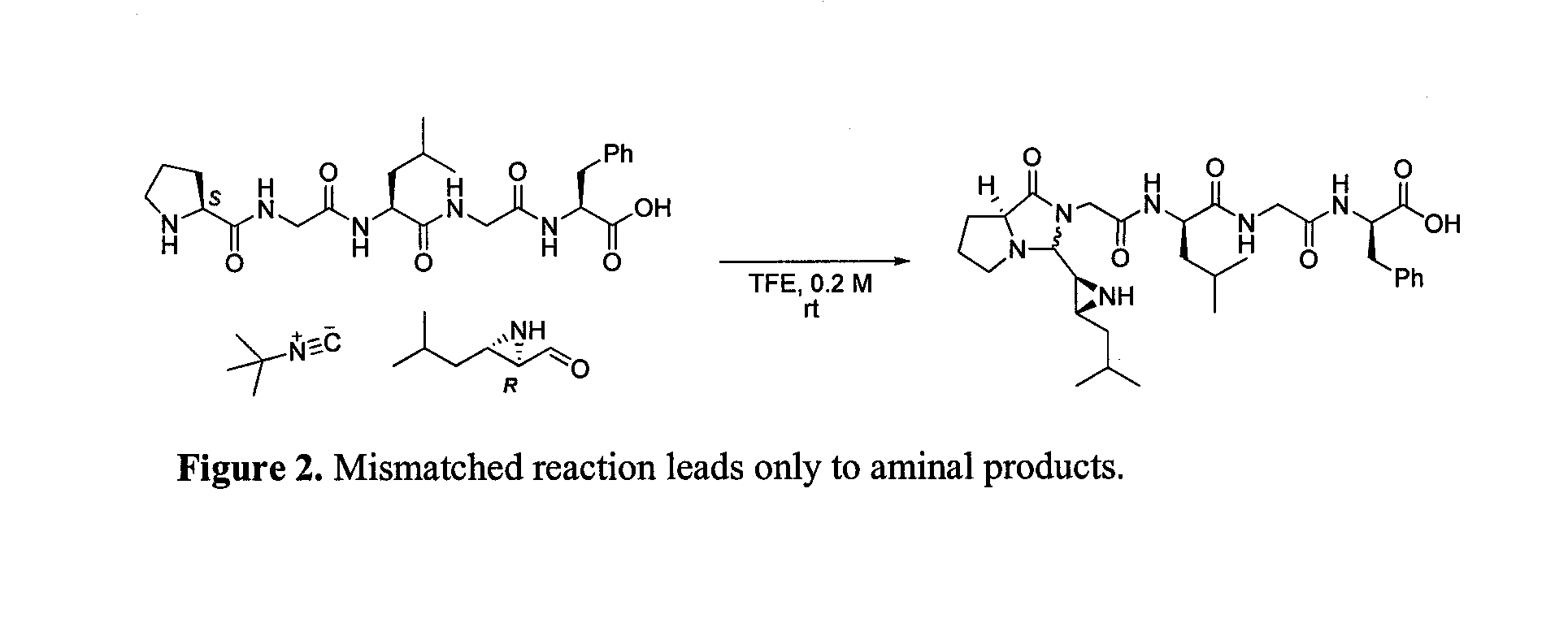 Cyclic amino acid molecules and methods of preparing the same