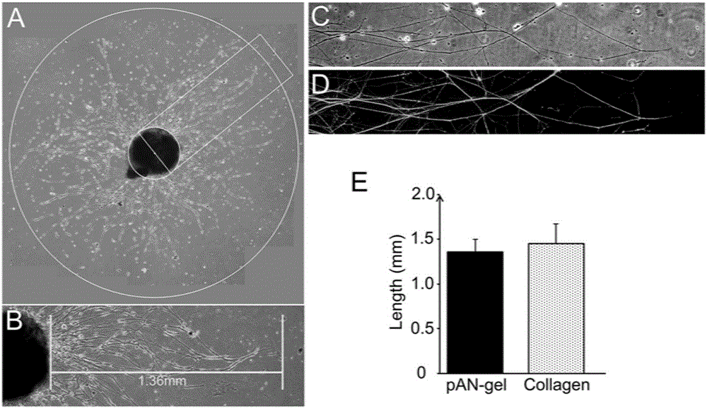 Application of acellular nerve hydrogel to preparation of peripheral nerve injury repairing composition