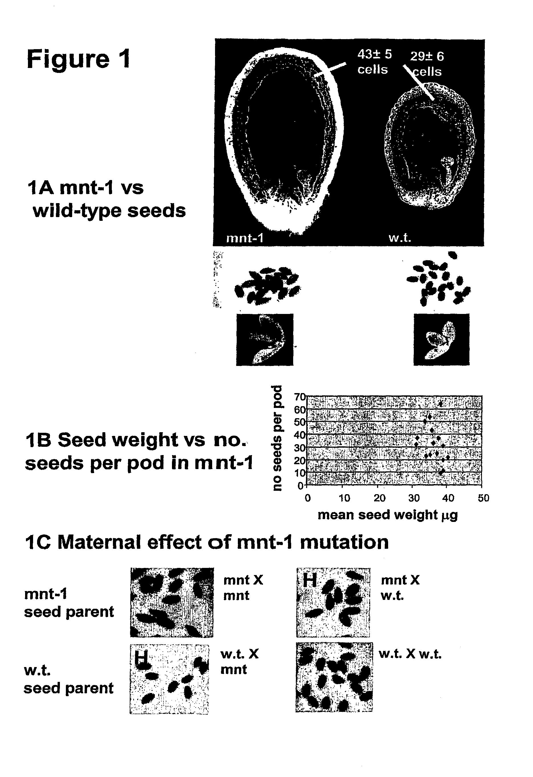 Methods for modulating cell proliferation in the seed coat and/or integument