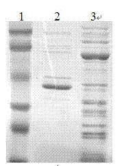 Recombinant phage vaccine for avian influenza A and construction method for recombinant phage vaccine