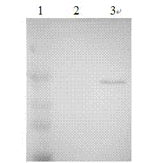 Recombinant phage vaccine for avian influenza A and construction method for recombinant phage vaccine