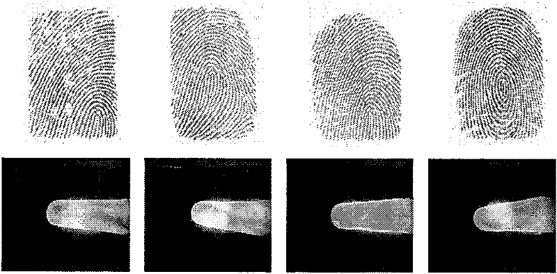 Fingerprint and finger vein bimodal recognition decision level fusion method