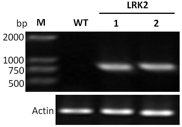 LRK2 gene giving greensickness resistance to plants and application thereof