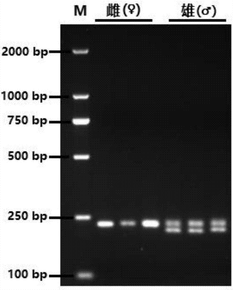 Molecular marker for identifying genetic gender of pseudosciaena crocea and application thereof