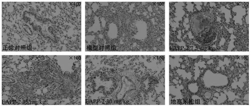 Application of 3-aryl benzofuran derivative EAPP-2 in preparation of medicine for treating chronic obstructive pulmonary disease