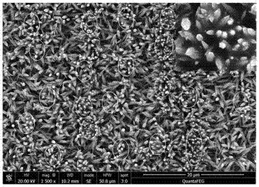 A method for preparing super-hydrophobic composite nano-array interface material