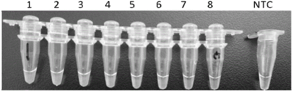 Method, primers and kit for quickly detecting yersinia enterocolitica in constant-temperature manner