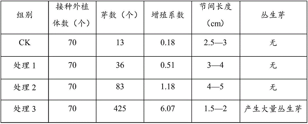 Medium and method for colorful-leaf euonymus japonicus tissue culture