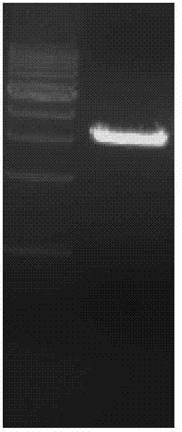 Ribonucleic acid (RNA) interference vector for bovine genome locus specificity recombination, vector construction method and application