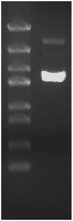 Ribonucleic acid (RNA) interference vector for bovine genome locus specificity recombination, vector construction method and application