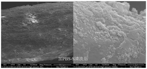 Method for separating inner-layer and outer-layer substances of wetland plant root surface iron film