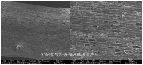 Method for separating inner-layer and outer-layer substances of wetland plant root surface iron film