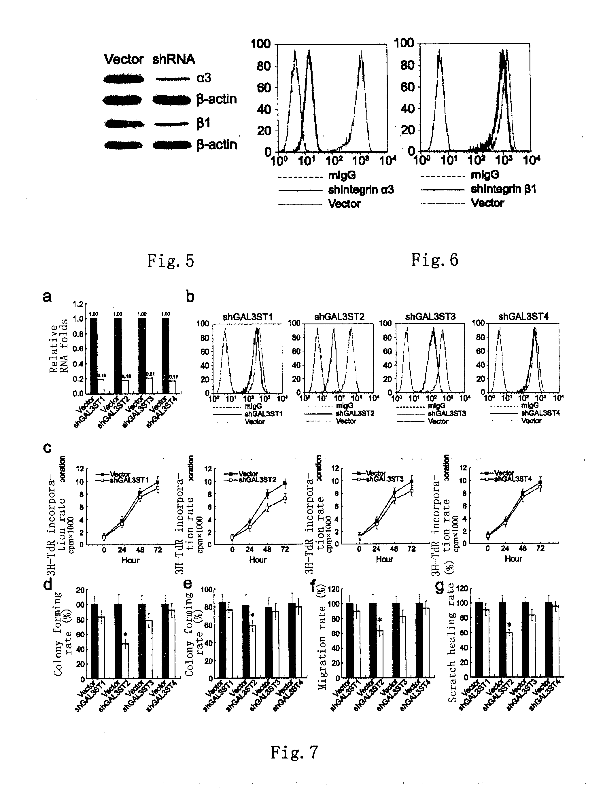 Bladder cancer tumor marker, antibody and use thereof