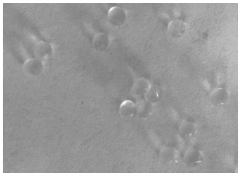 Bacillus tequilensis, microcapsule microbial agent and preparation method