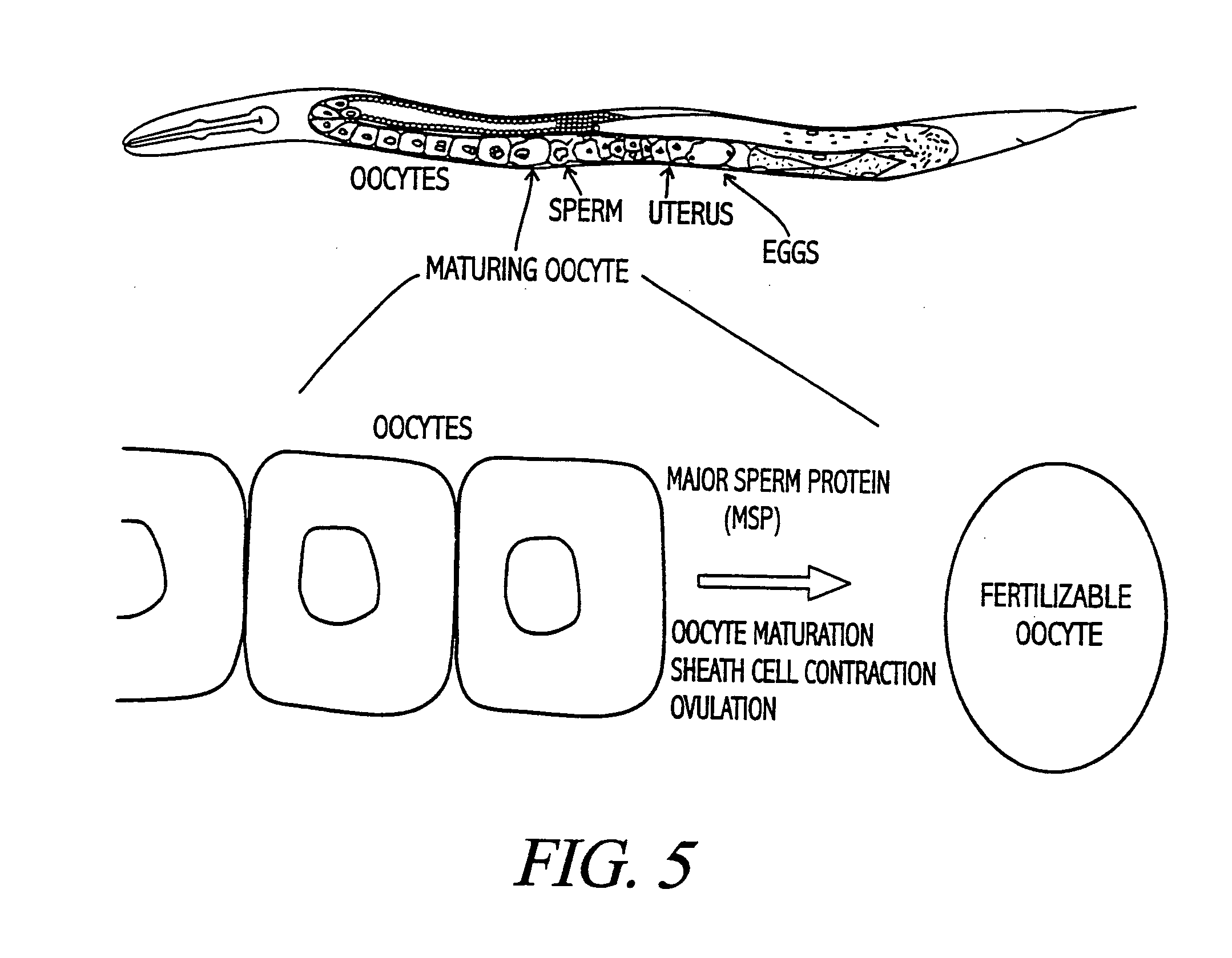 Compositions and methods of nematode control