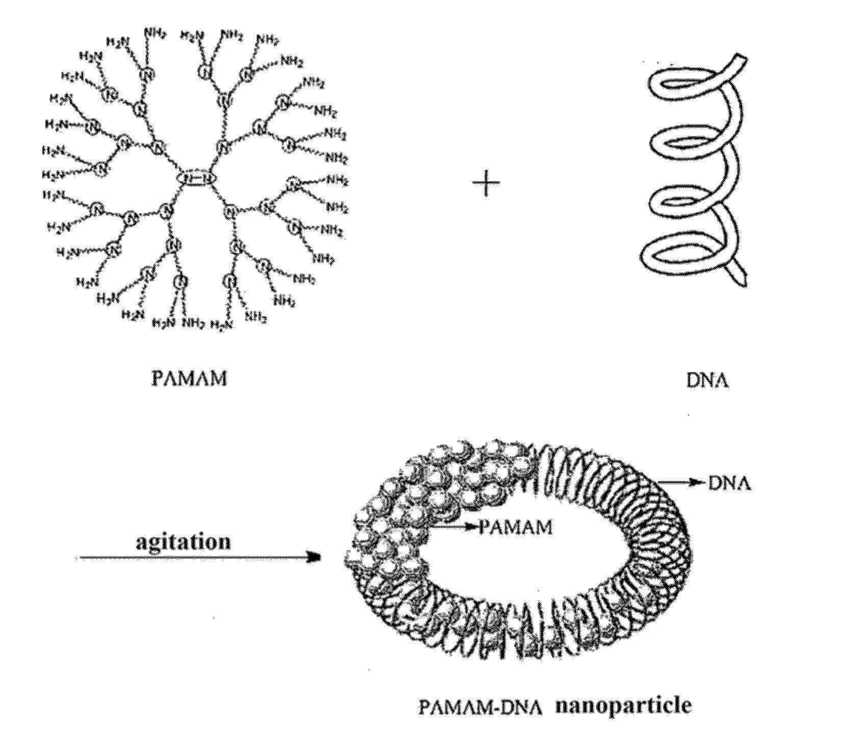 Polyamide-amine dendrimer or derivative thereof-math1 gene NANO particle and use thereof in treatment of hearing loss