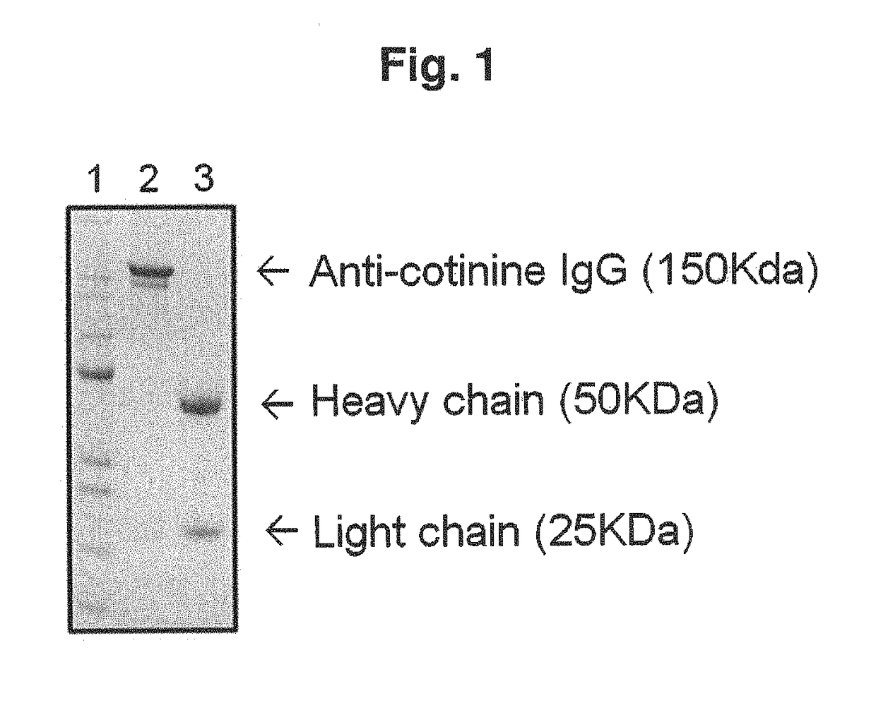 Complex in which anti-cotinine antibody is bound to conjugate of cotinine and binding substance, and use thereof