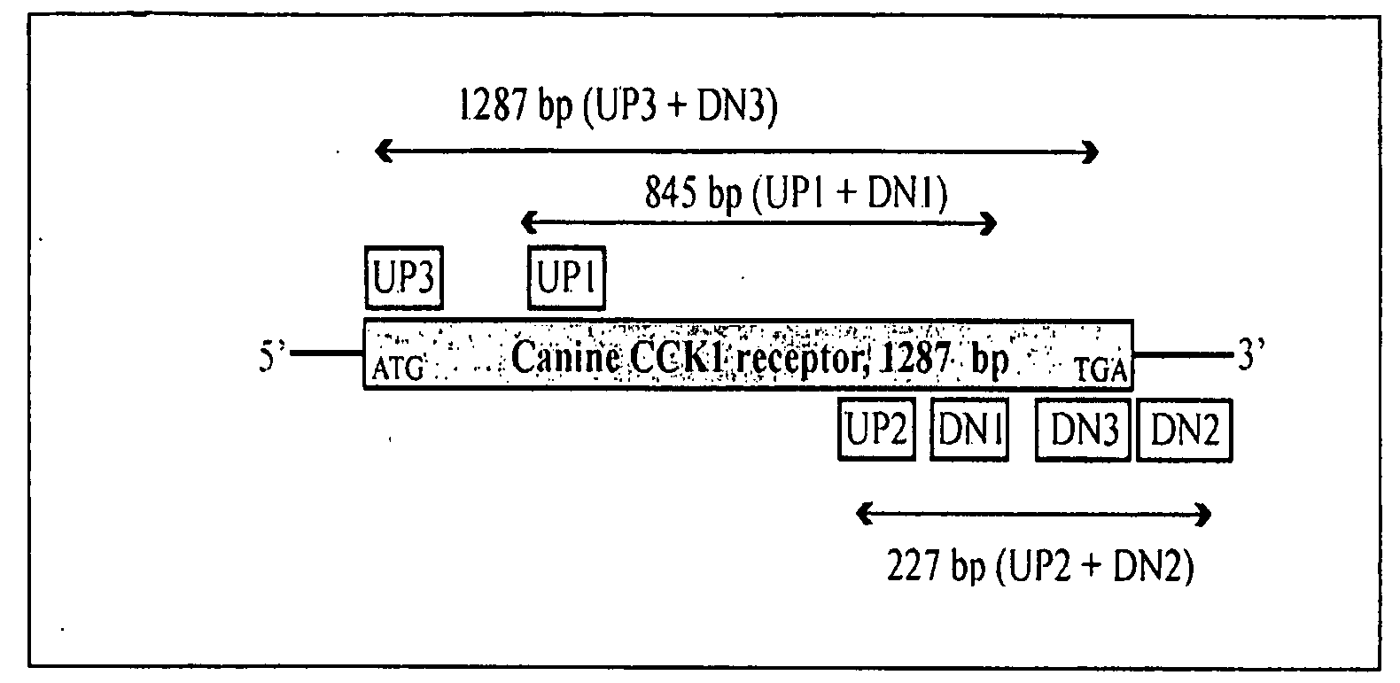 Canine Cholecystokinin 1 Receptor Materials And Their Use