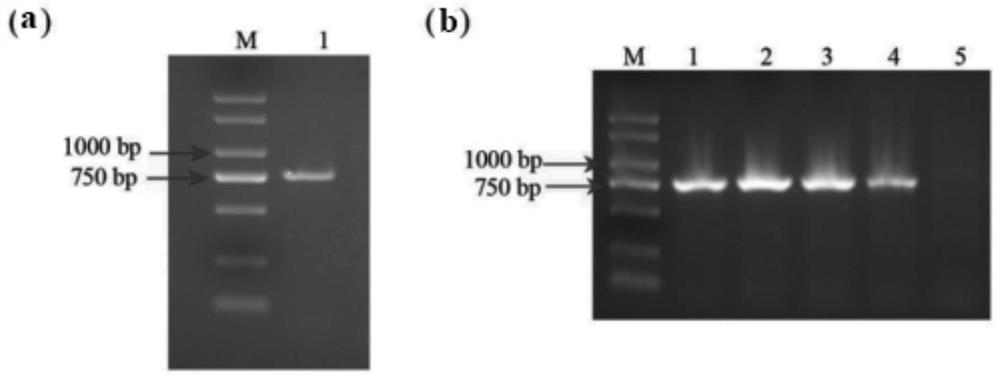 A key gene gbmyb6 that promotes the synthesis of ginkgo flavonoids and its expressed protein, vector and application