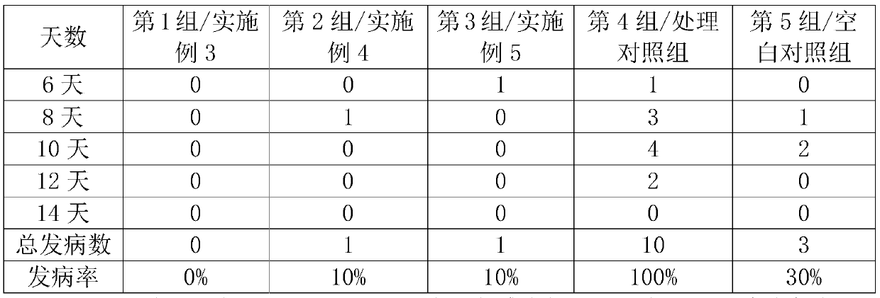 Bdellovibrio bacteriovorus preparation for preventing grouper ulcer and application thereof