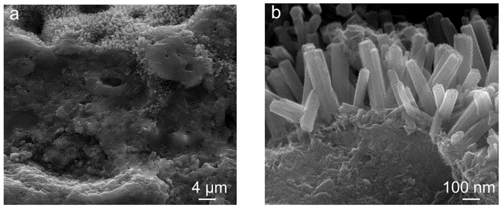 Titanium-based surface antibacterial and bone tissue regeneration induced functional coating as well as preparation method and application thereof