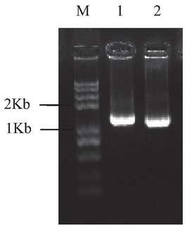 Tea tree caffeine synthase gene promoter tcsp and its application