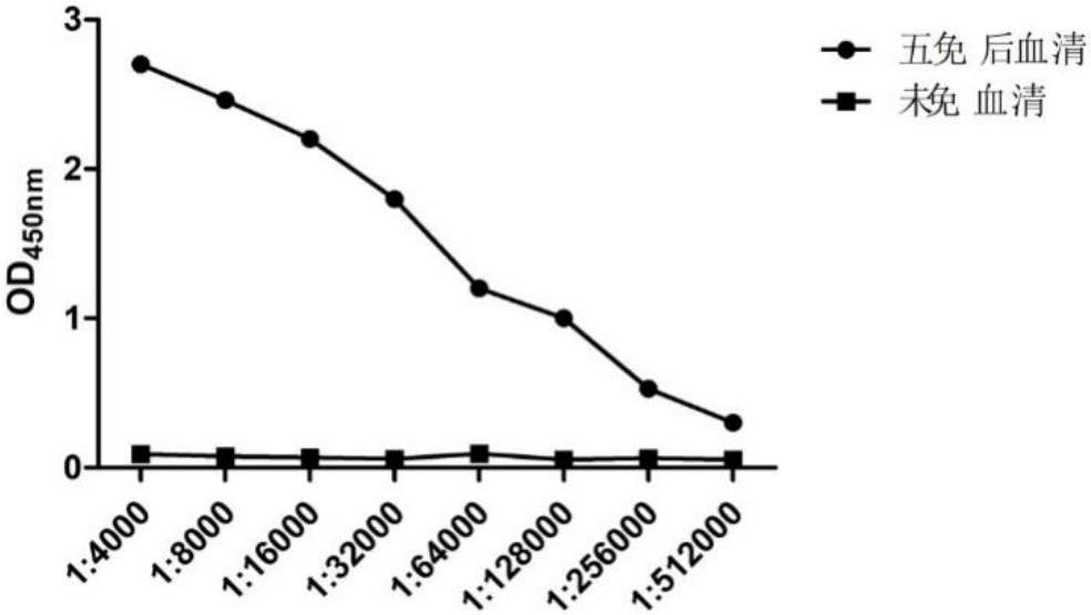 A kind of porcine transmissible gastroenteritis virus n protein antibody titer assay method