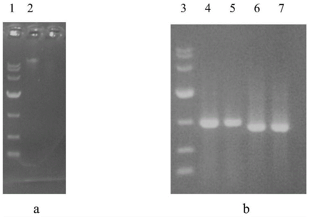 Vector for knocking out L-lactic dehydrogenase 1 gene and construction method of vector