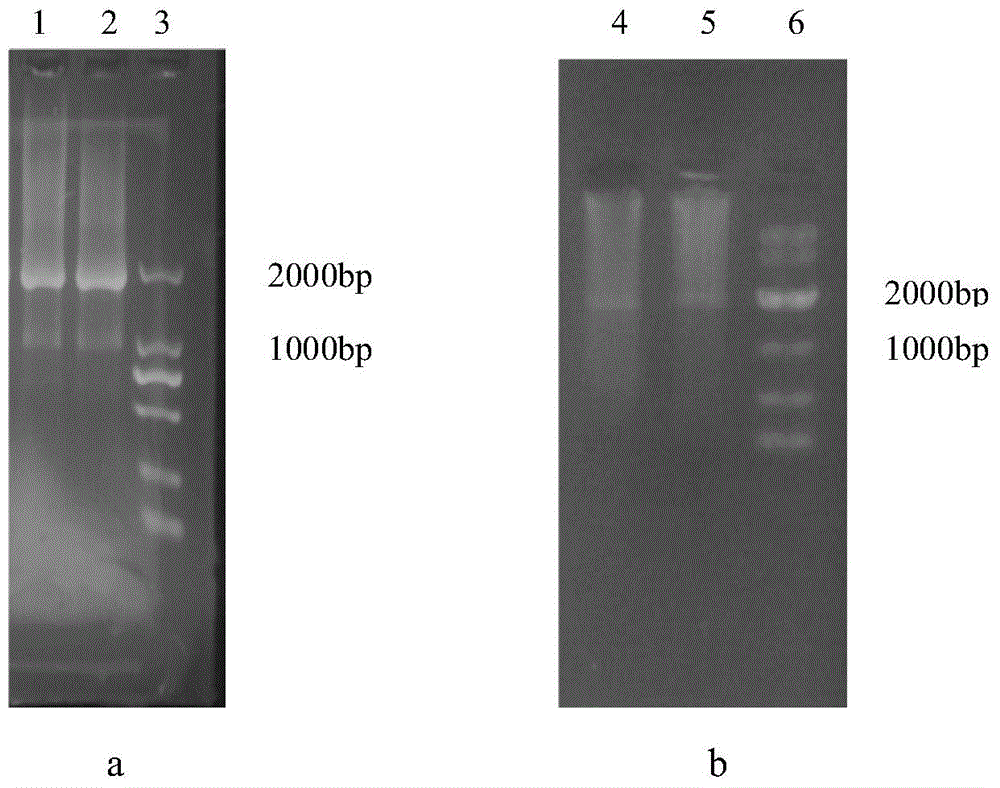 Vector for knocking out L-lactic dehydrogenase 1 gene and construction method of vector
