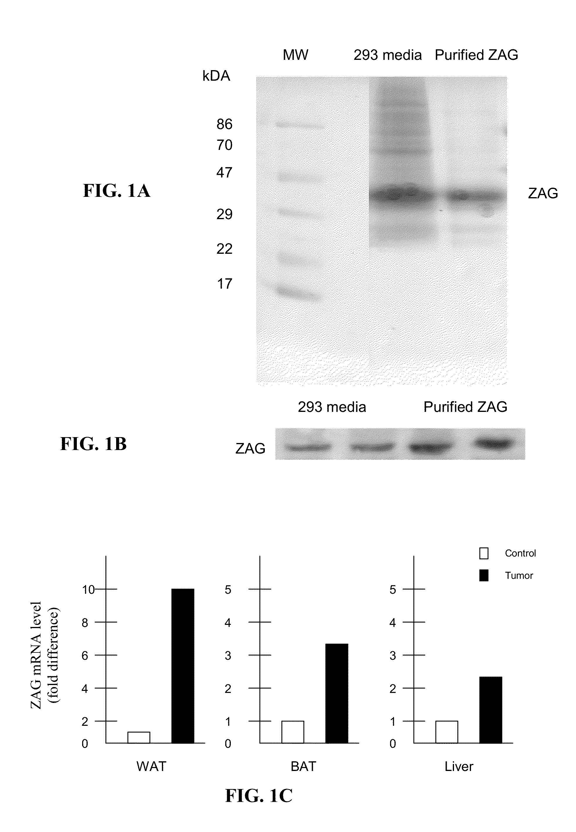 Glycoproteins having lipid mobilizing properties and therapeutic uses thereof