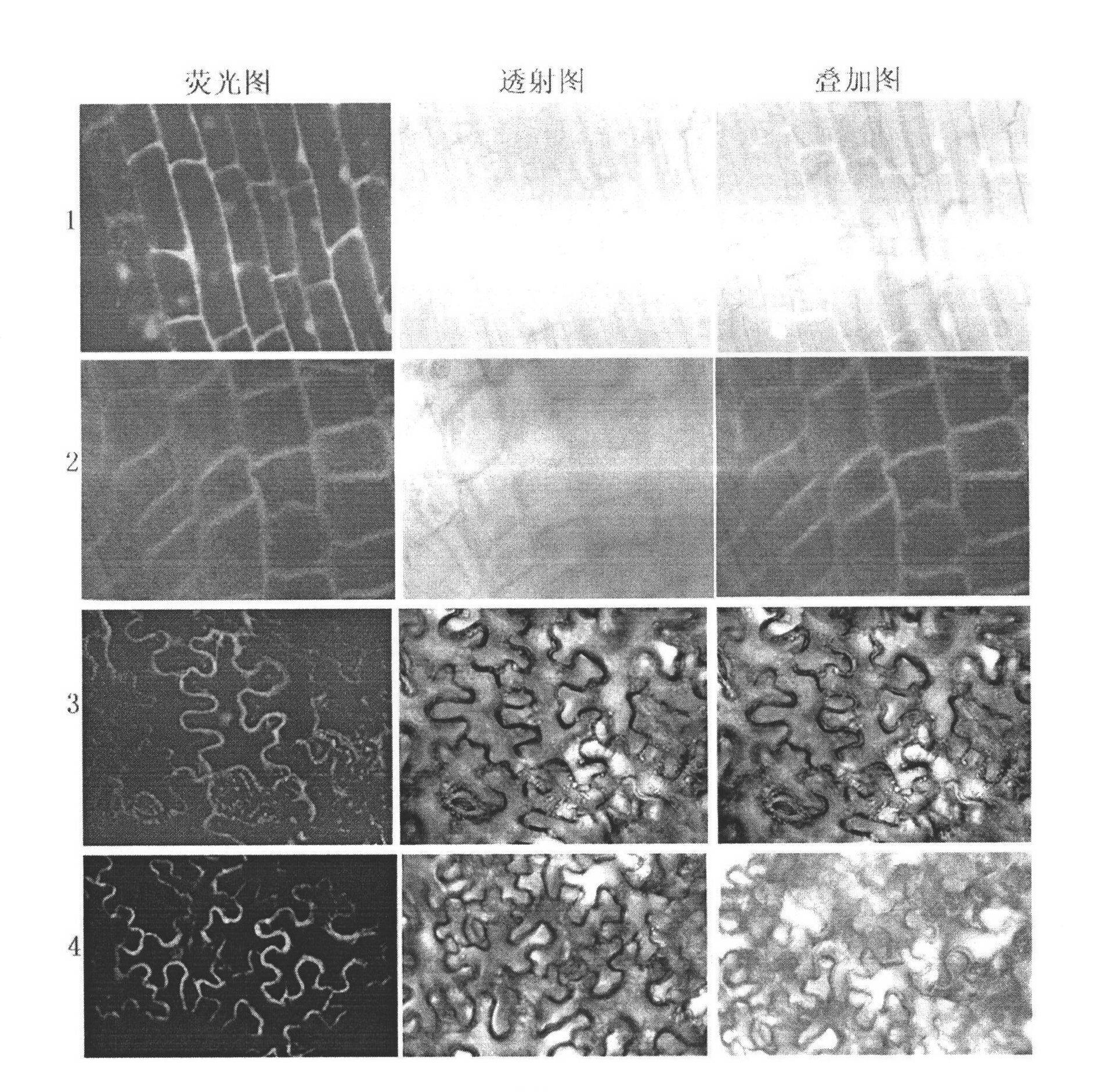 Auxin transport protein gene of paddy rice and application thereof