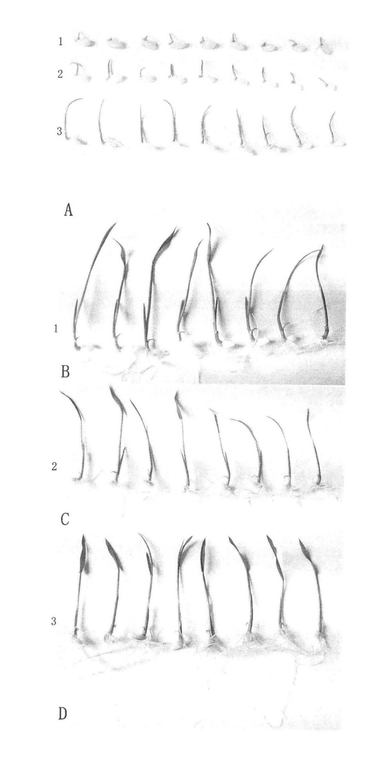 Auxin transport protein gene of paddy rice and application thereof