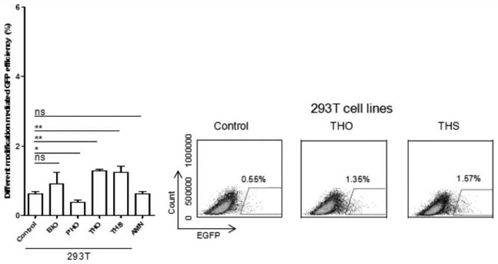 A method for improving the efficiency of site-directed modification of cell genome by using modified ssodn