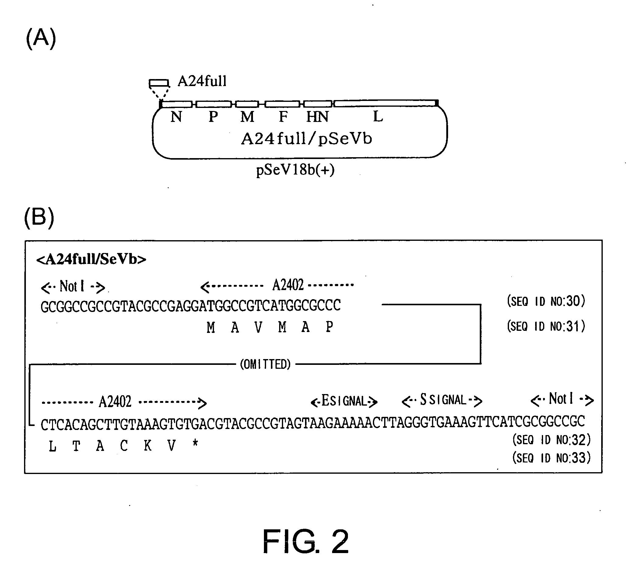 Method of strengthening foreign epitope presentation by mhc class i by inhibiting tap activity