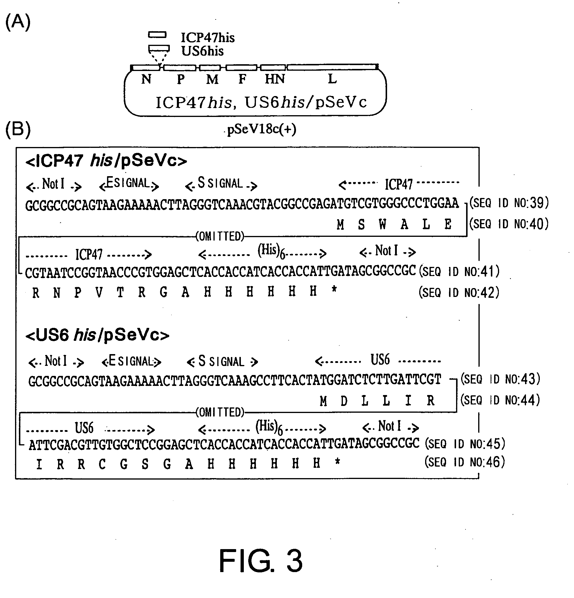 Method of strengthening foreign epitope presentation by mhc class i by inhibiting tap activity