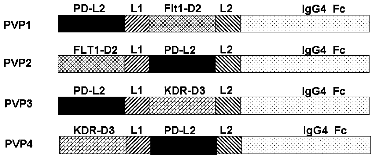 Fusion protein efficiently combined with PD-1 and VEGF, and coding sequence and use thereof