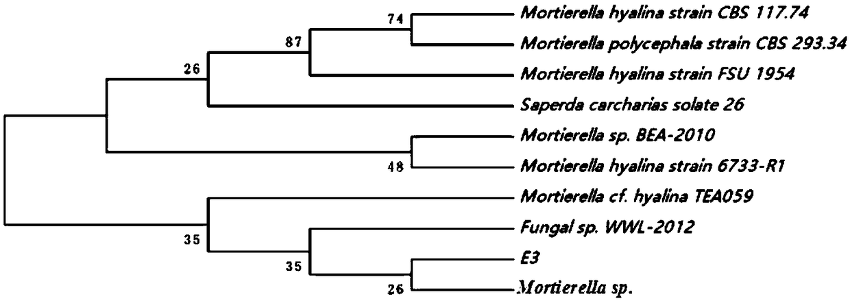 Fungus mortierella strain for straw decomposition in cold regions and application of fungus mortierella strain in decomposition of rice straw