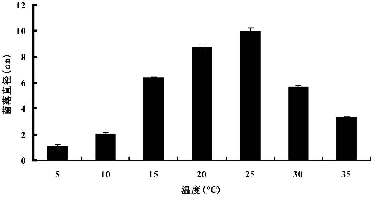 Fungus mortierella strain for straw decomposition in cold regions and application of fungus mortierella strain in decomposition of rice straw