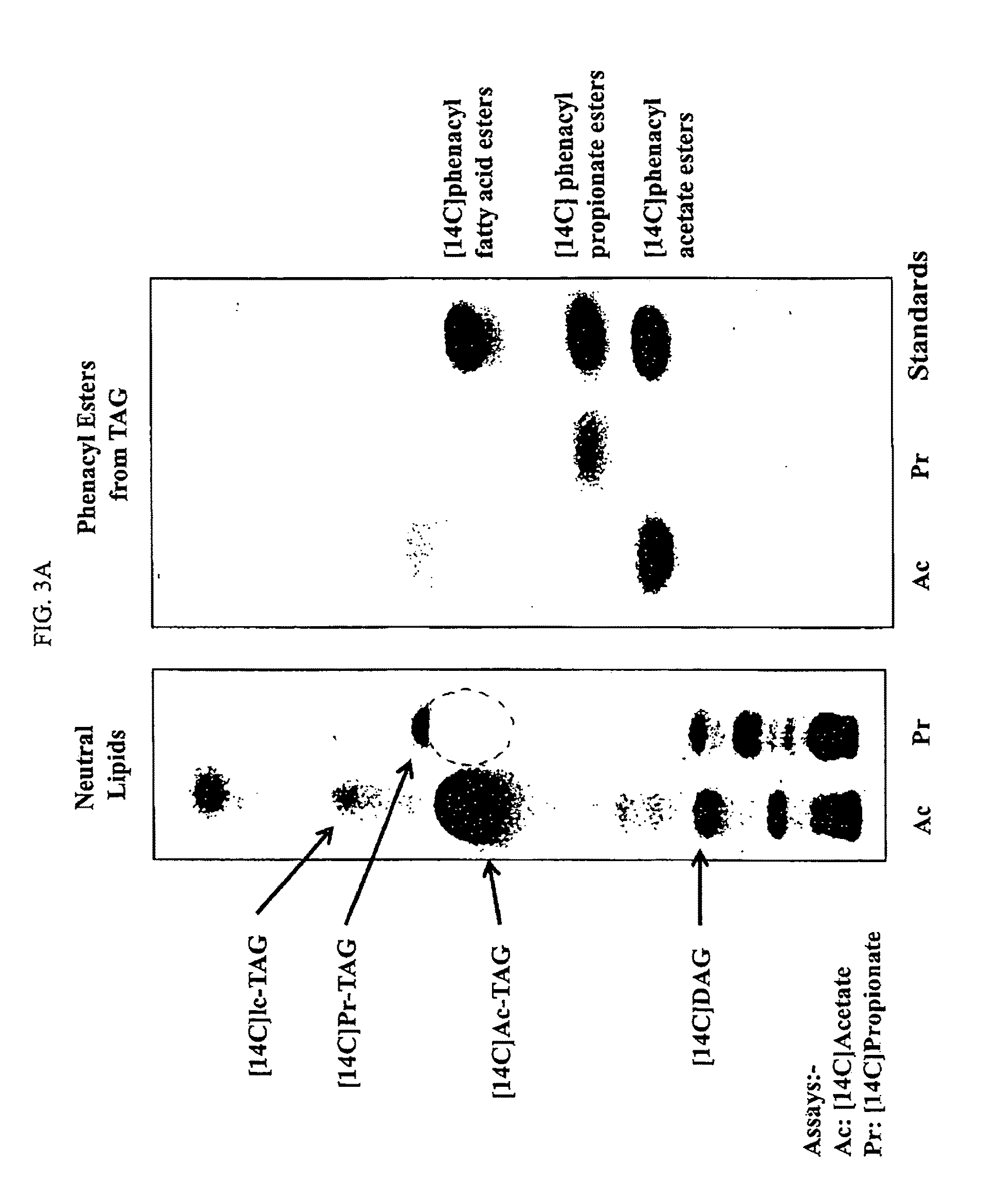 Method to produce acetyldiacylglycerols (ac-TAGs) by expression of an acetyltransferase gene isolated from <i>Euonymus alatus </i>(burning bush)